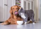 Vagas para castração gratuita de cães, cadelas, gatos e gatas