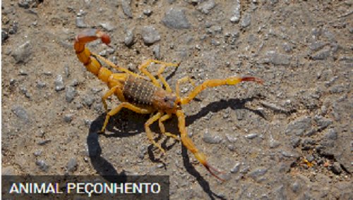 Alerta! A Presença de Escorpiões Aumenta com as Chuvas: Como Prevenir e Onde Buscar Ajuda?
